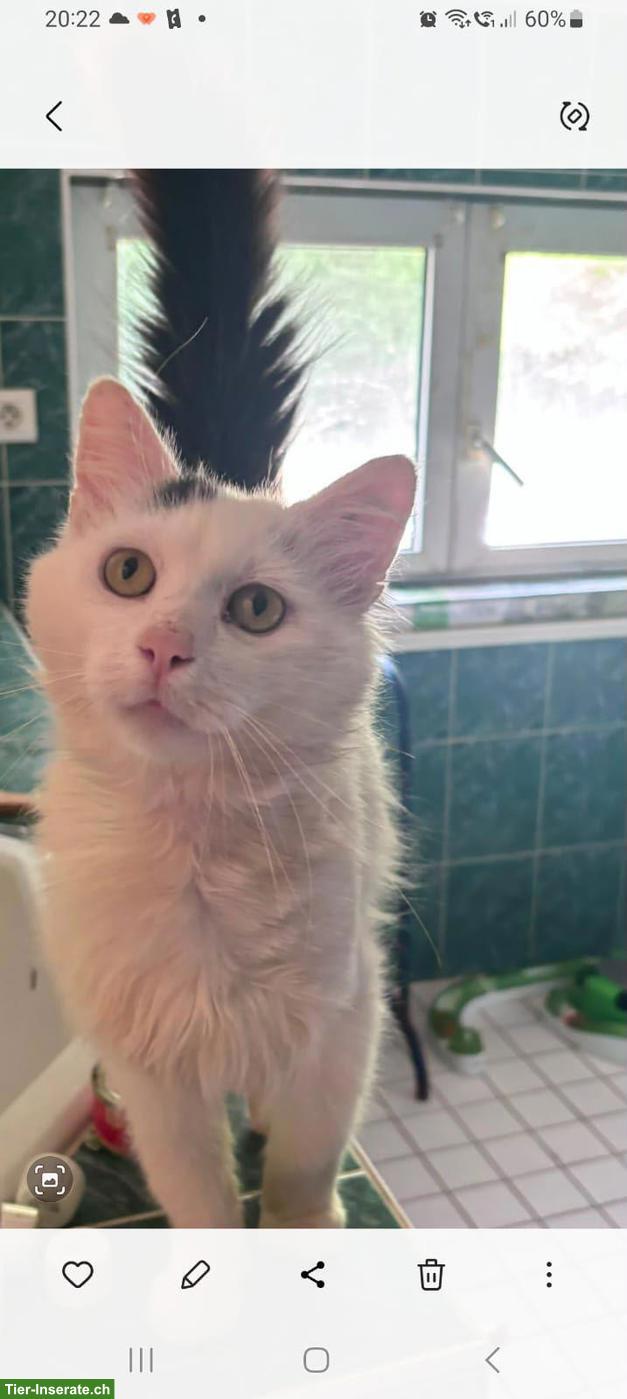 Bild 2: Kater Falko sucht liebevolles Zuhause
