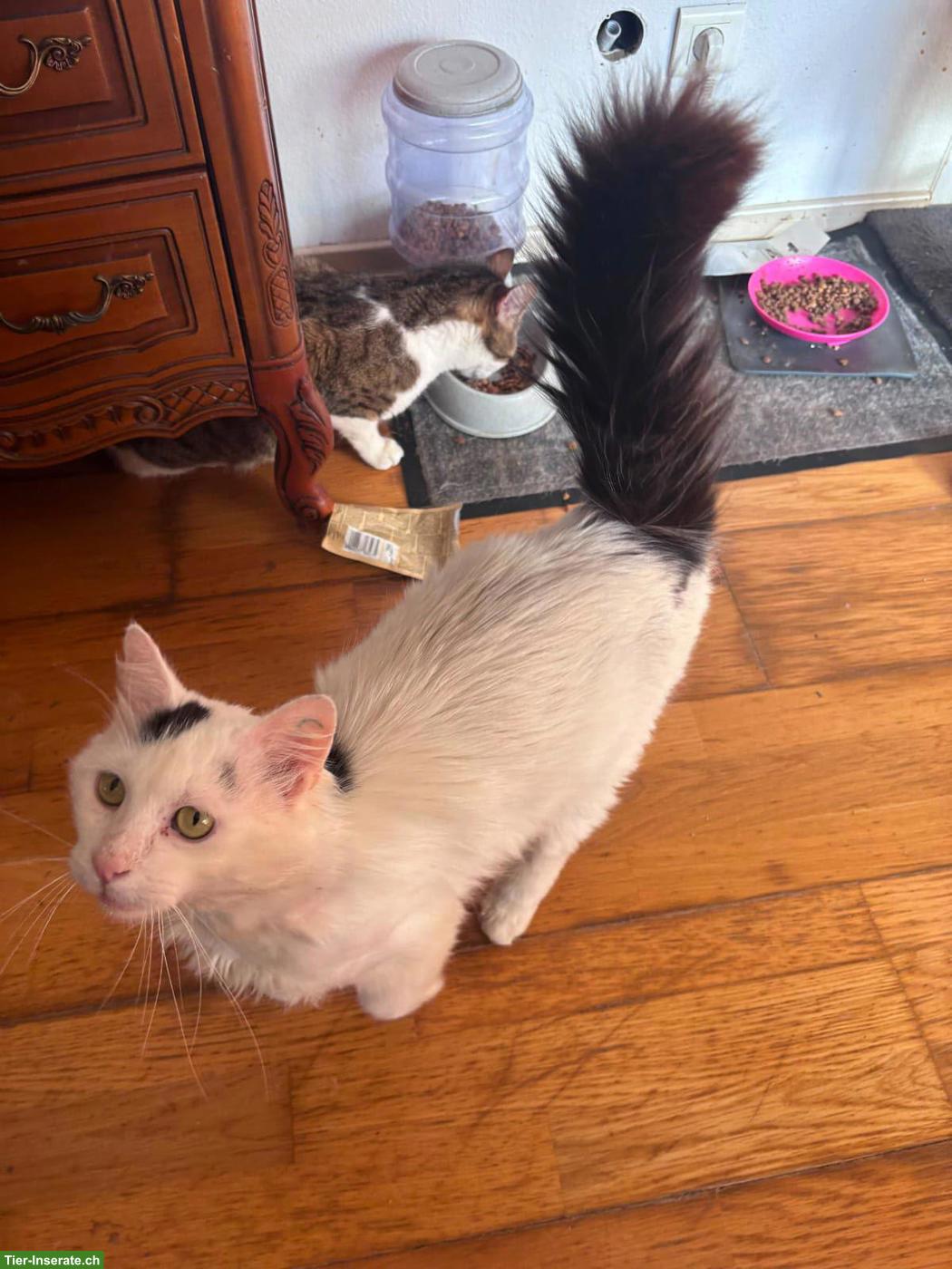 Bild 3: Kater Falko sucht liebevolles Zuhause