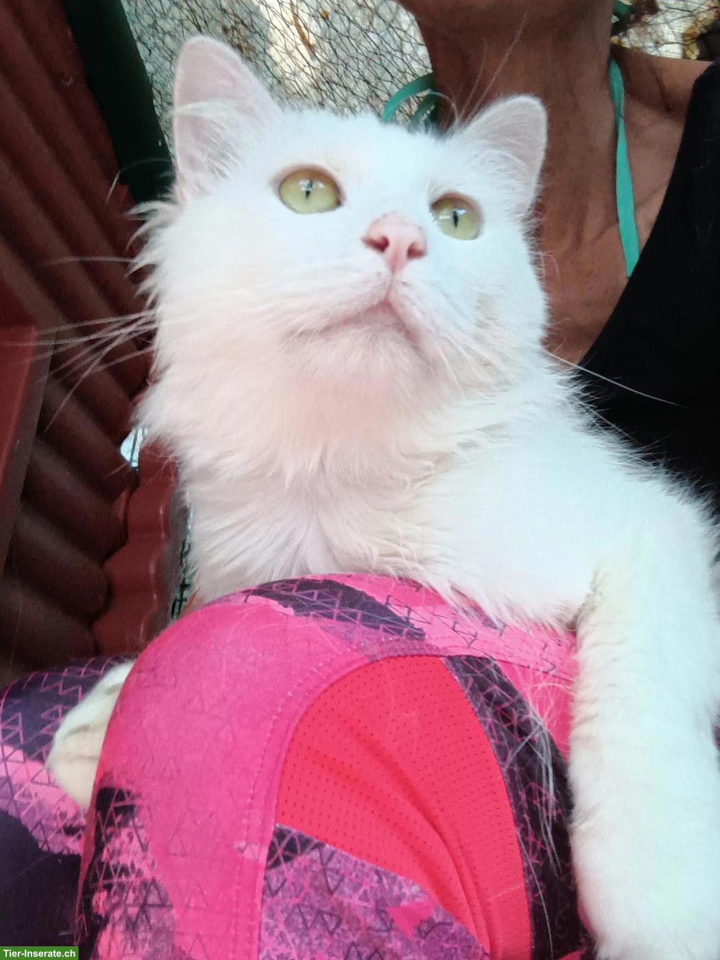 Bild 4: Kater Falko sucht liebevolles Zuhause