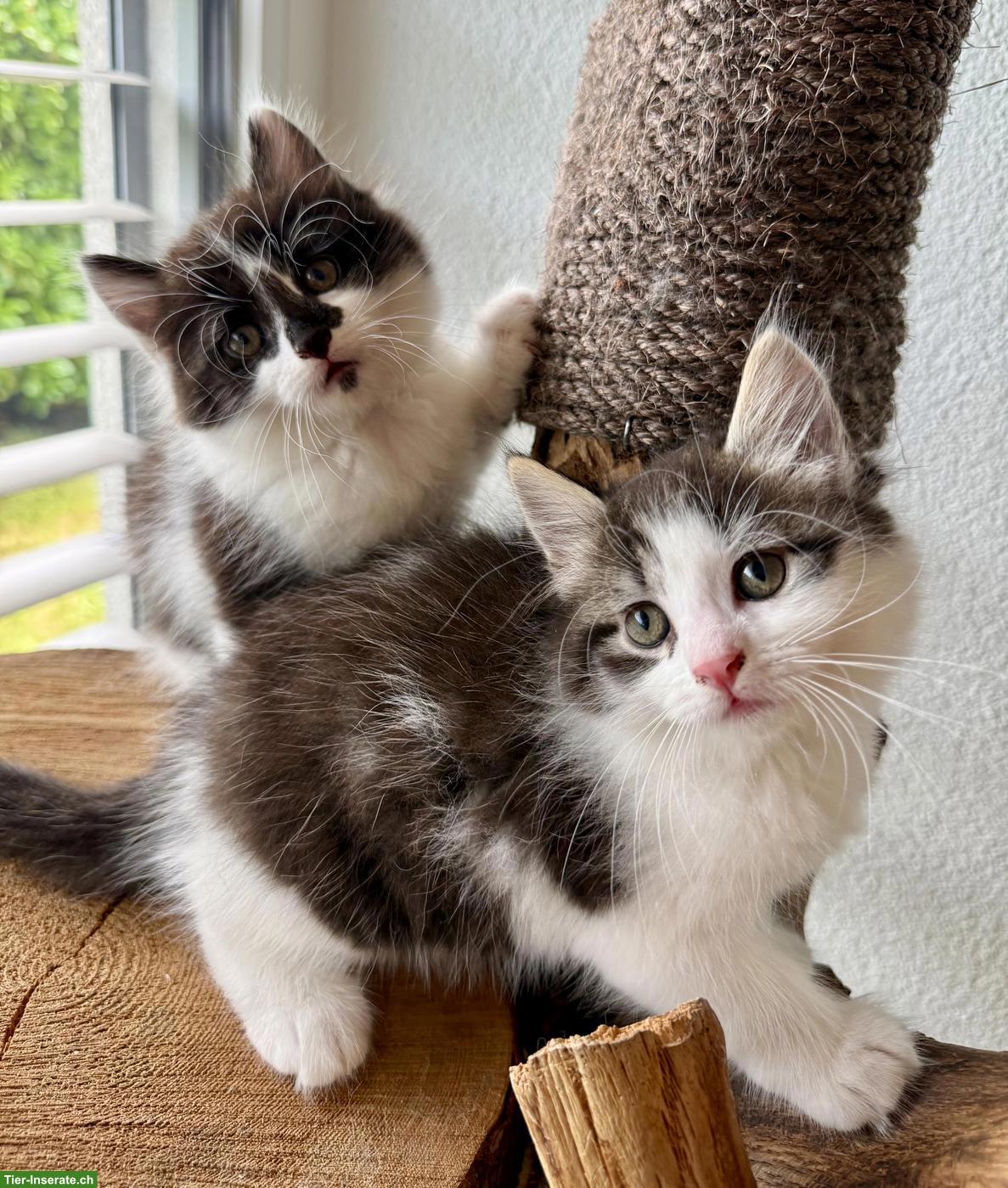 Sibirische Waldkatzen Mix Kitten zu verkaufen