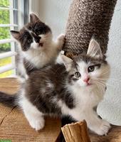 Sibirische Waldkatzen Mix Kitten zu verkaufen