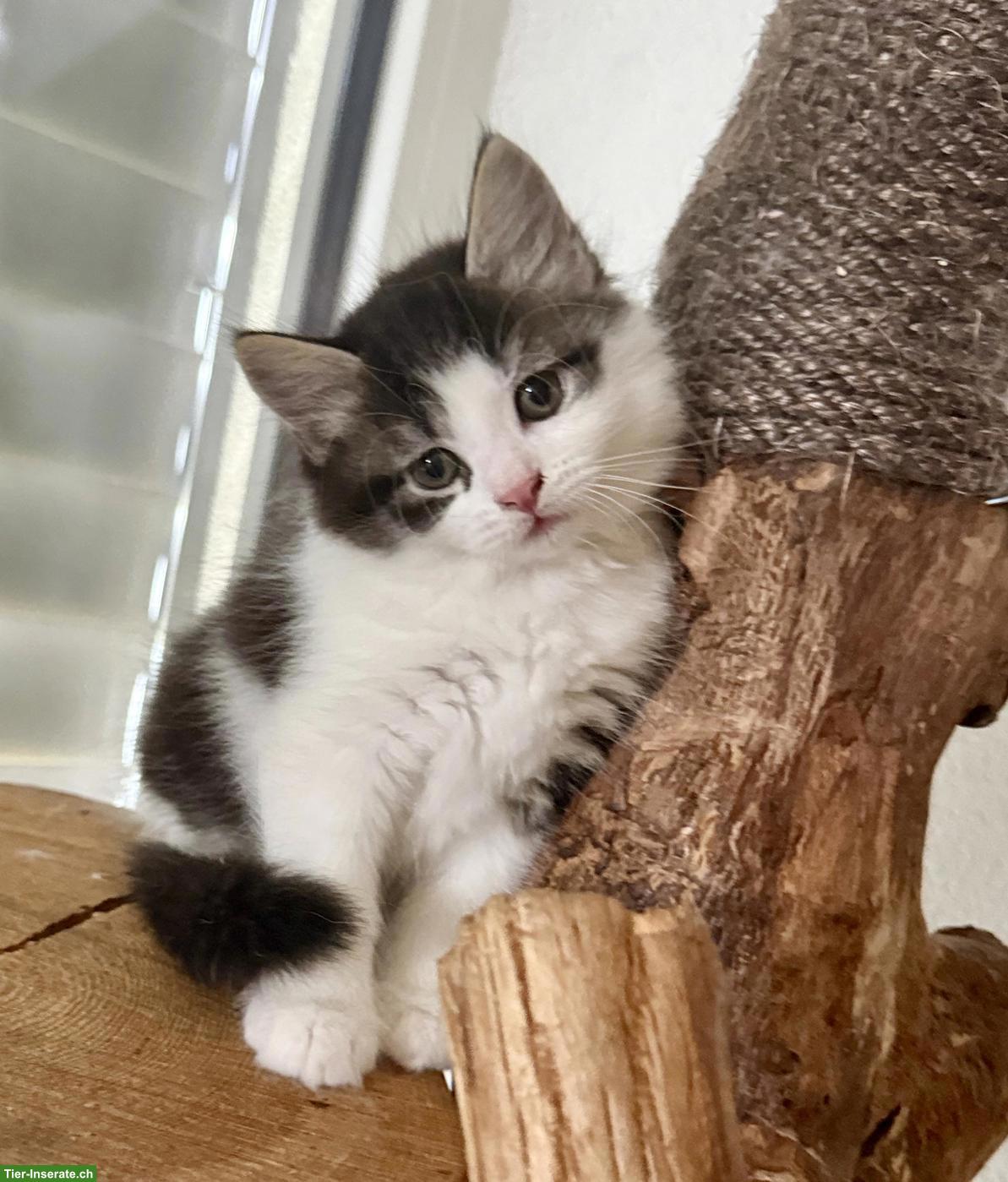 Bild 2: Sibirische Waldkatzen Mix Kitten zu verkaufen