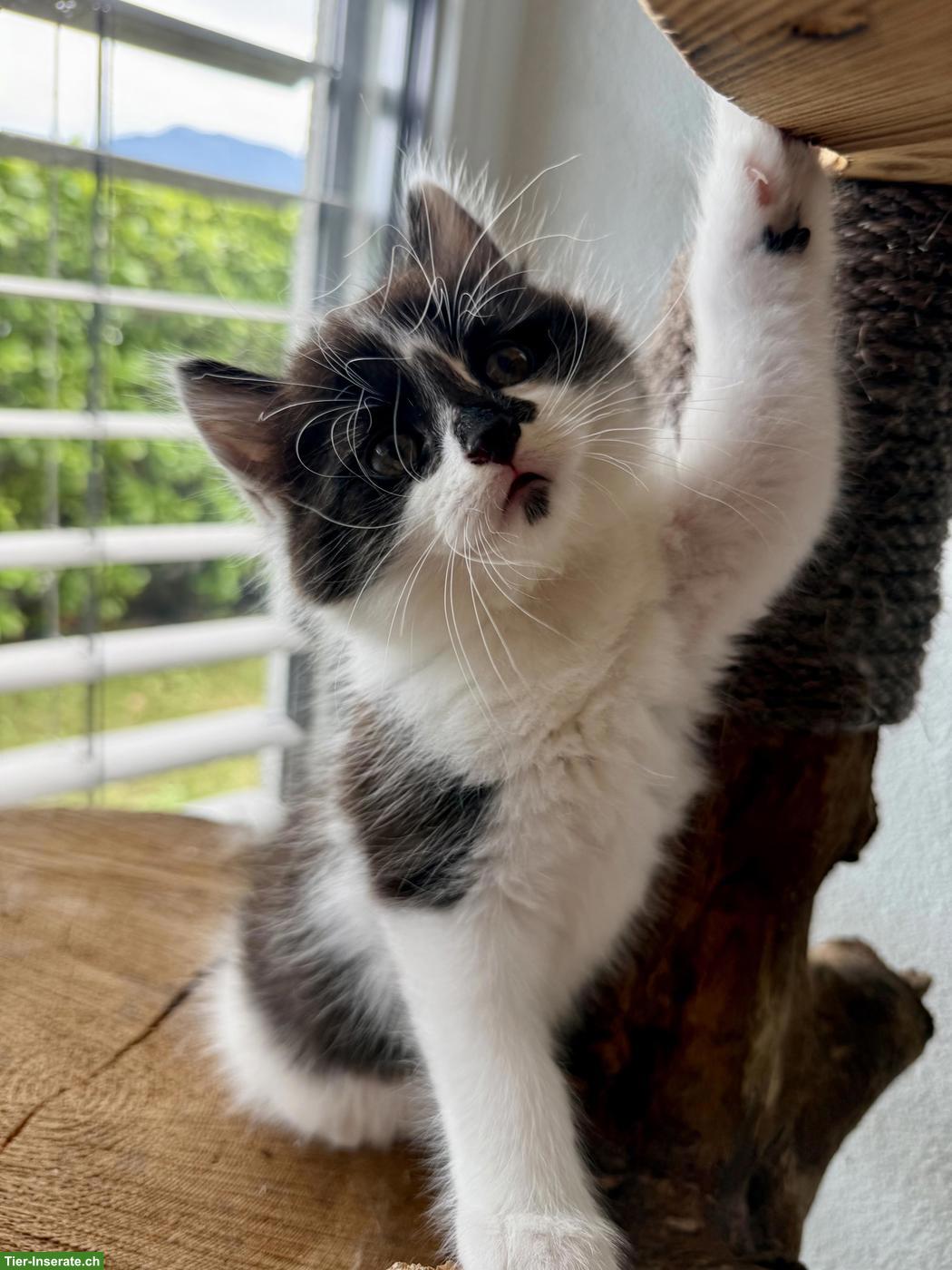 Bild 3: Sibirische Waldkatzen Mix Kitten zu verkaufen