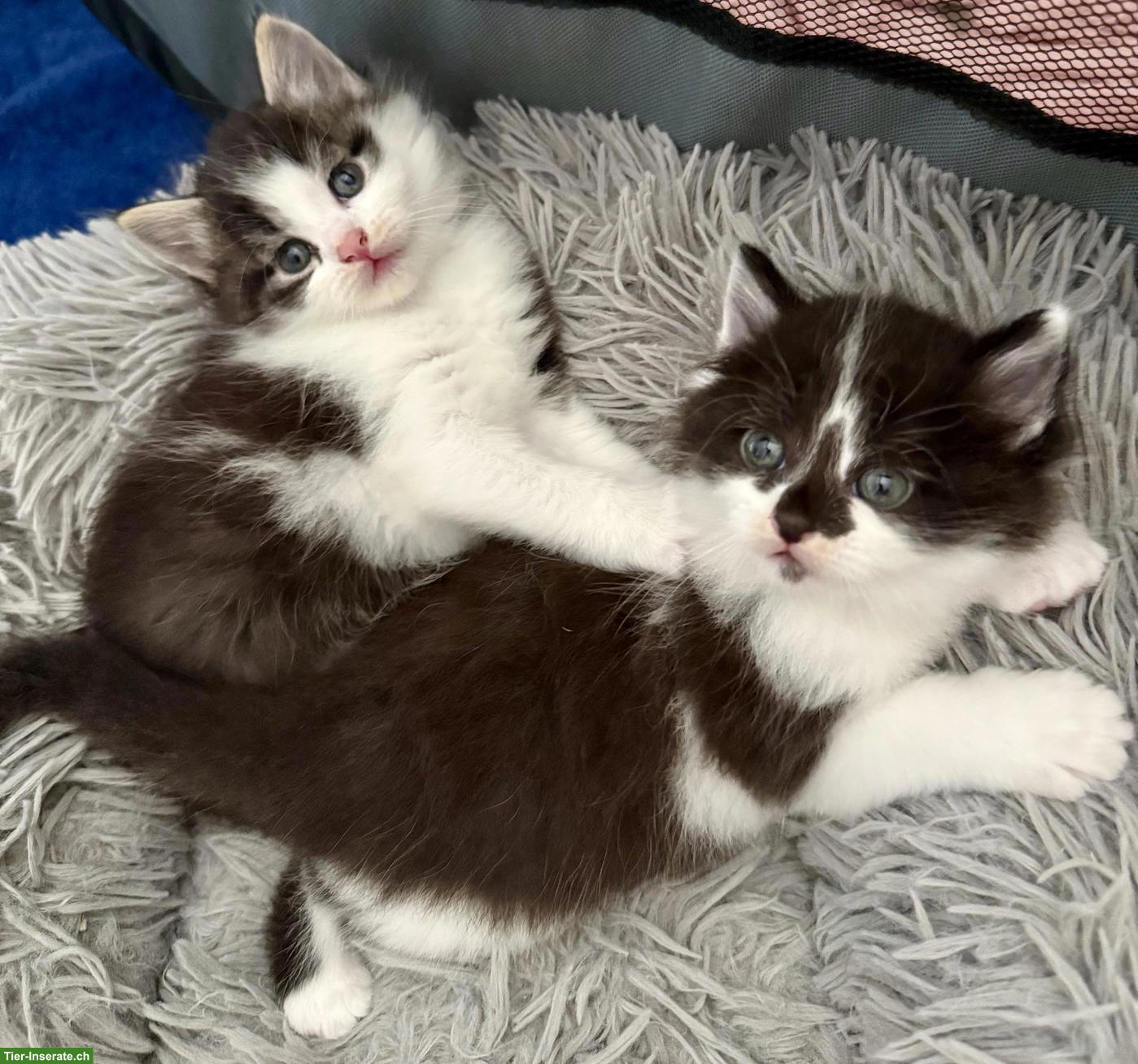 Bild 4: Sibirische Waldkatzen Mix Kitten zu verkaufen