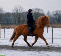 Schicker Islandpferd Wallach sucht neues Zuhause