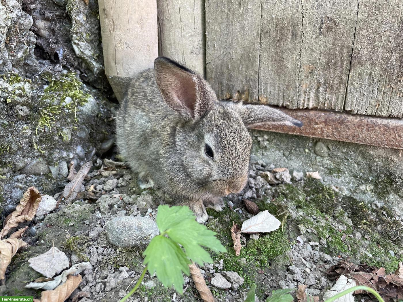 Bild 2: Zwergwidder x Zwergkaninchen aus Aussenhaltung
