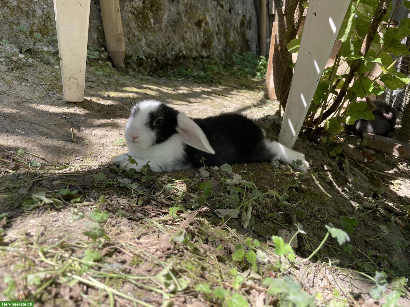 Bild 4: Zwergwidder x Zwergkaninchen aus Aussenhaltung