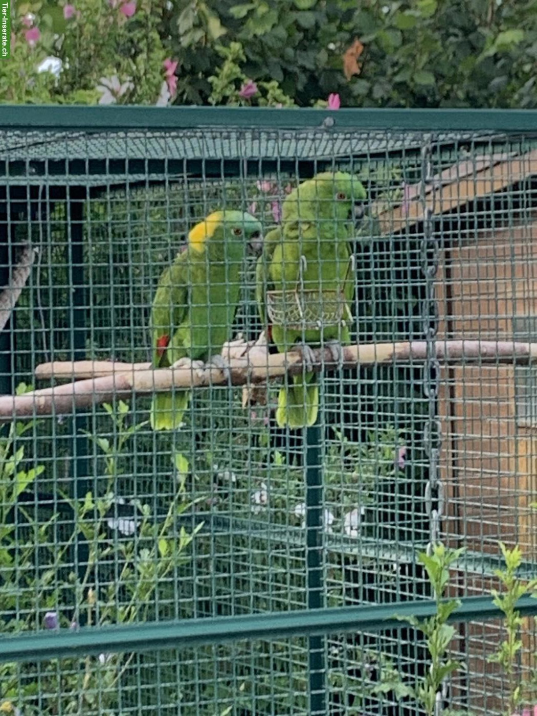 Bild 3: 1.1 Gelbnackenamazonen aus Aussenvoliere
