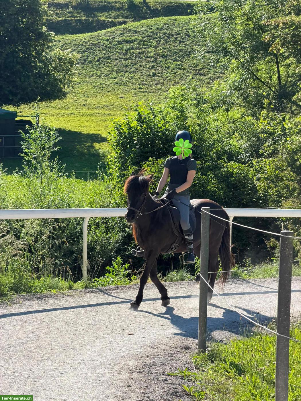 Suche Reitbeteiligung in Uster ZH