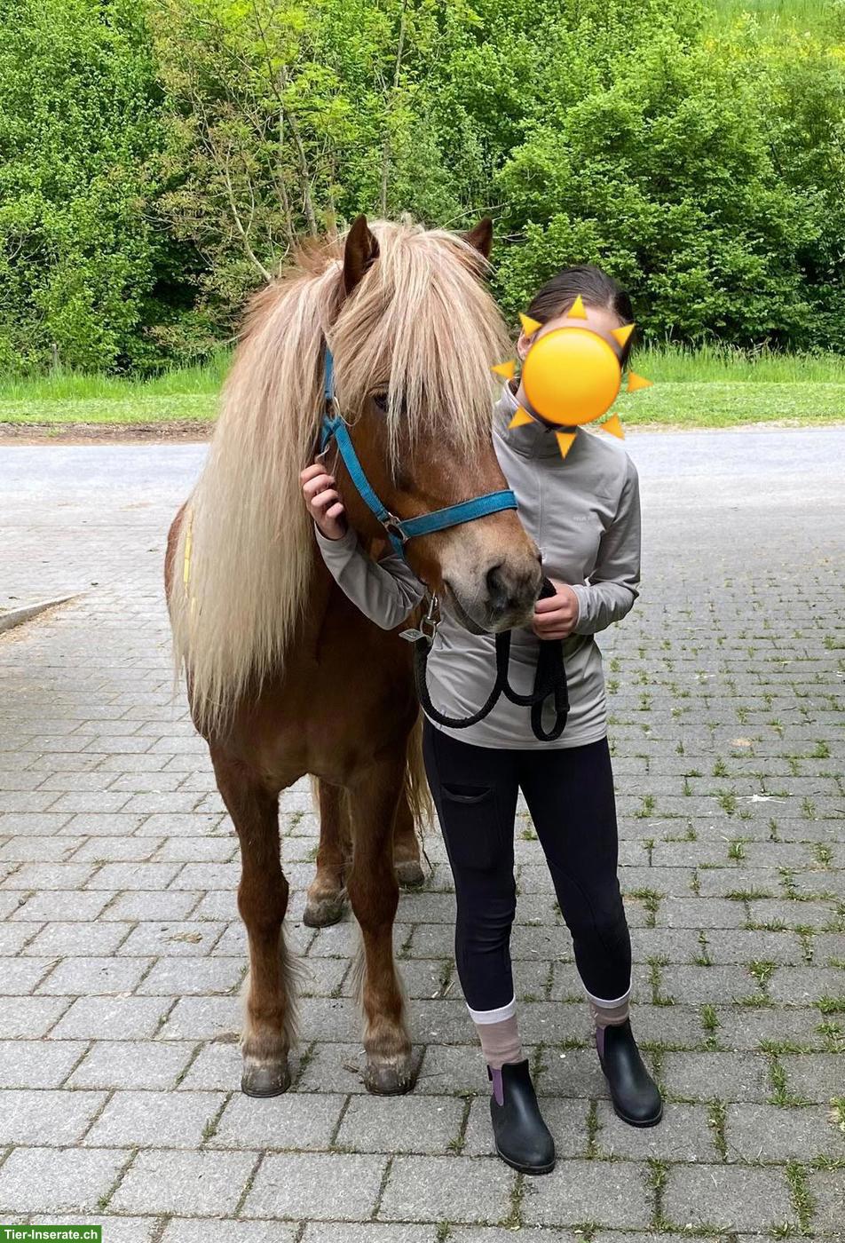 Bild 3: Suche Reitbeteiligung in Uster ZH