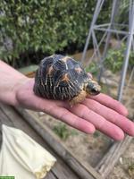 Strahlenschildkröte (Astrochelys radiata), männlich