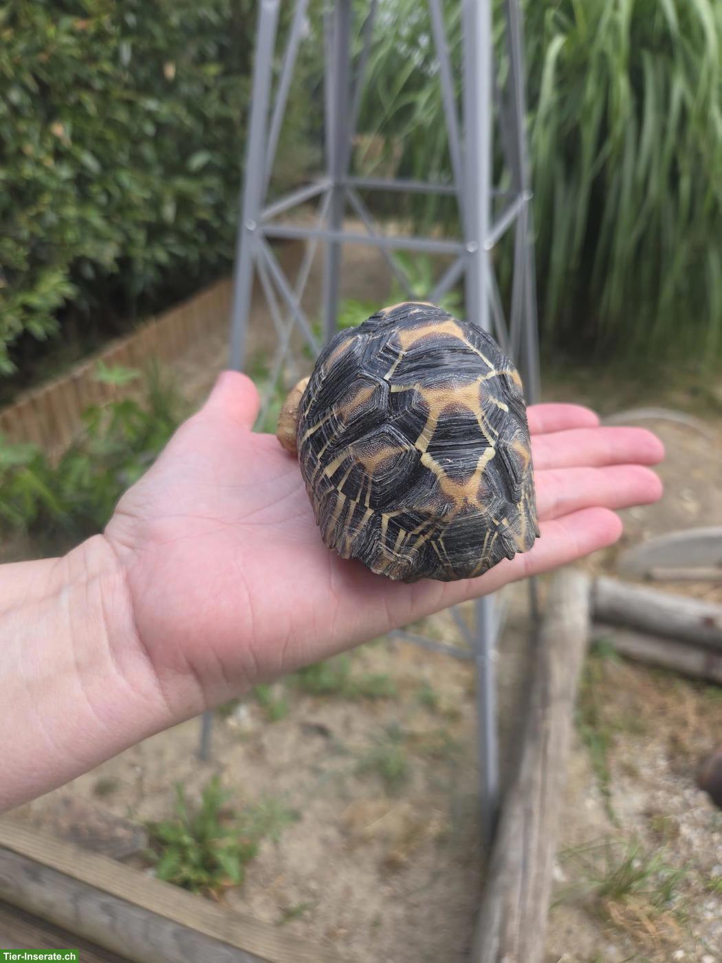 Bild 2: Strahlenschildkröte (Astrochelys radiata), männlich