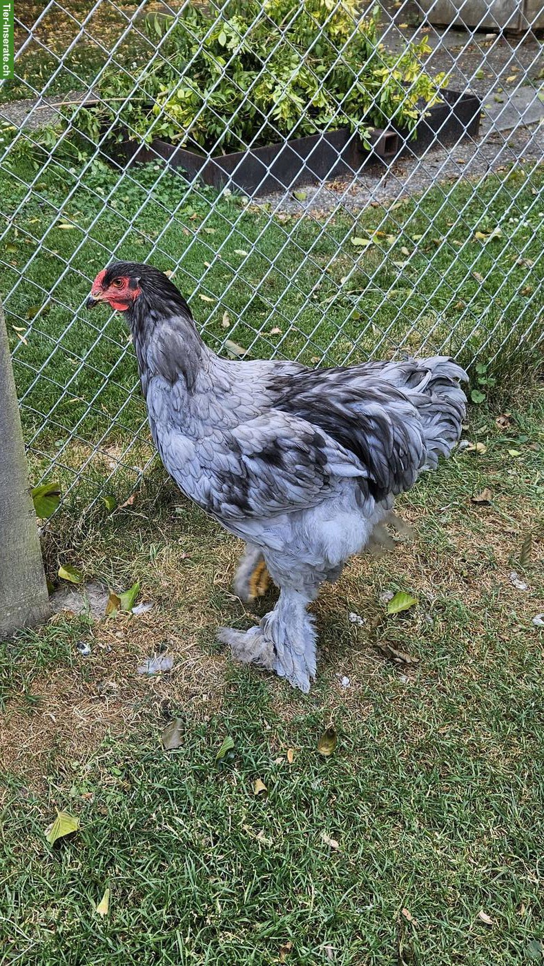 Reinrassiger Blau Brahma Hahn Grosse Rasse