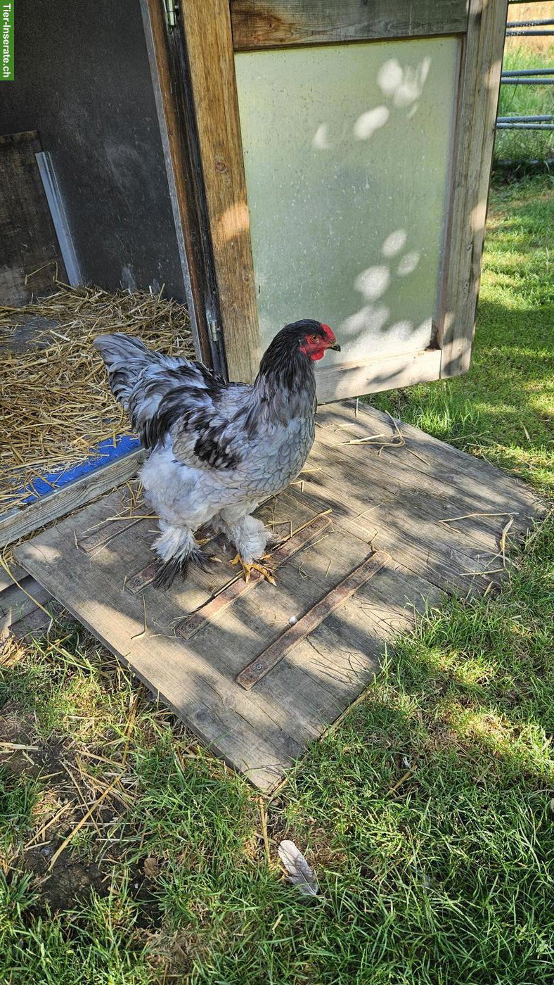 Bild 2: Reinrassiger Blau Brahma Hahn Grosse Rasse