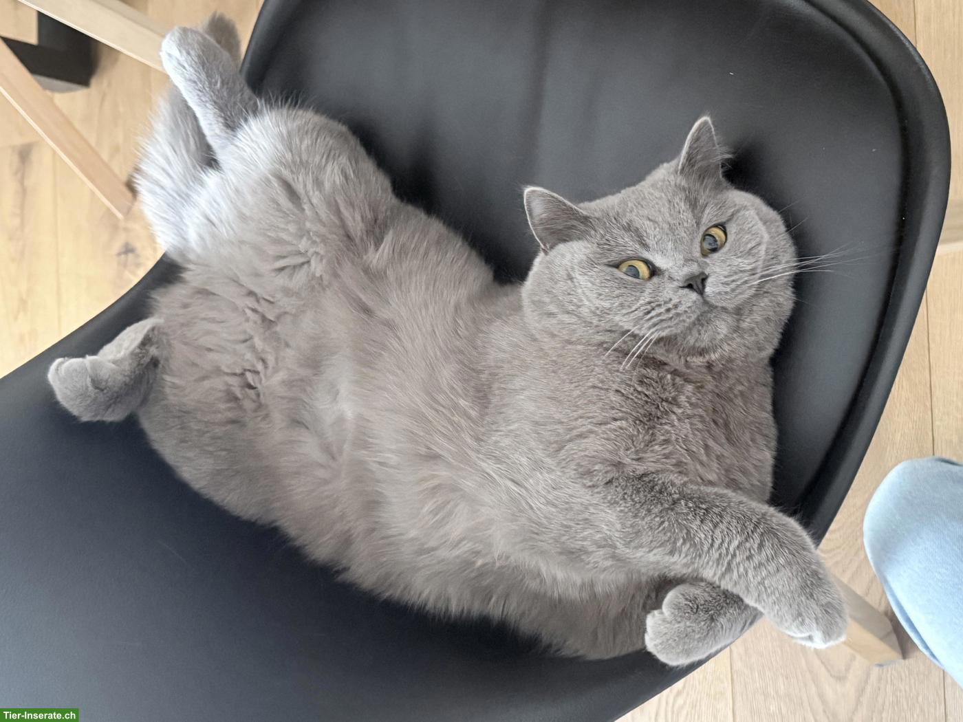 Britisch Kurzhaar Katze Luna sucht ein neues Zuhause