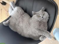 Britisch Kurzhaar Katze Luna sucht ein neues Zuhause
