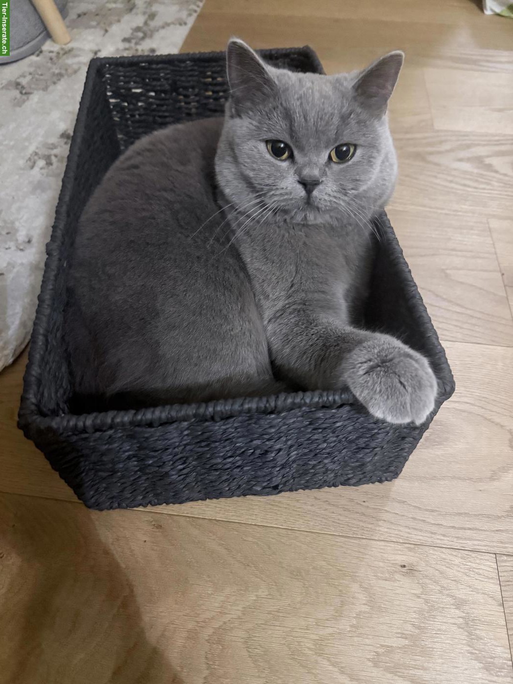 Bild 2: Britisch Kurzhaar Katze Luna sucht ein neues Zuhause