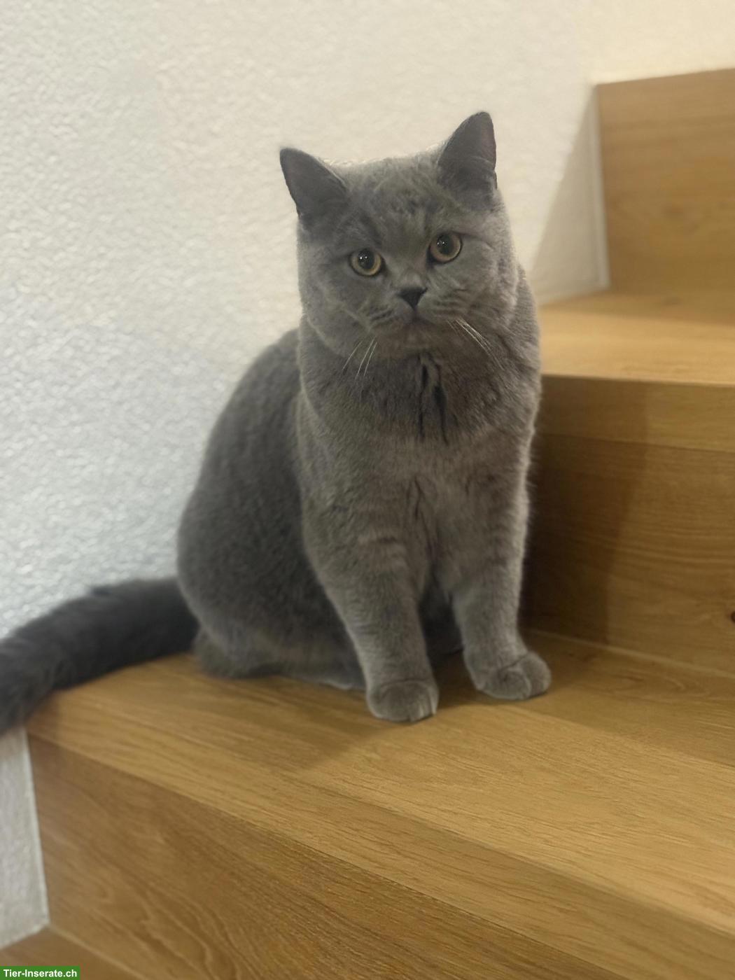Bild 3: Britisch Kurzhaar Katze Luna sucht ein neues Zuhause