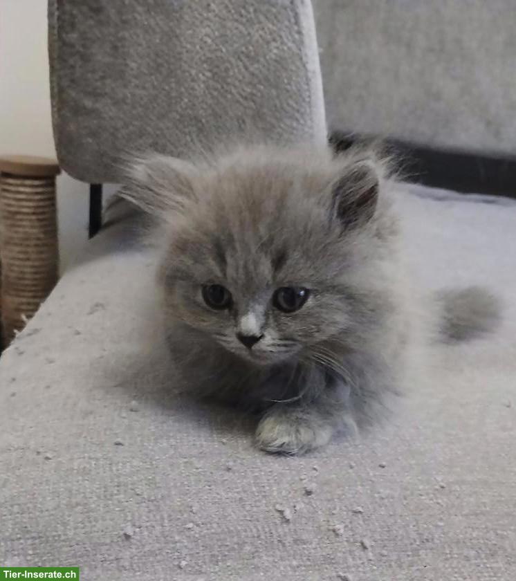 Britische Kurzhaar Kitten sucht liebes Zuhause