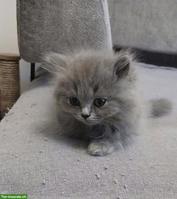 Britische Kurzhaar Kitten sucht liebevolles Zuhause