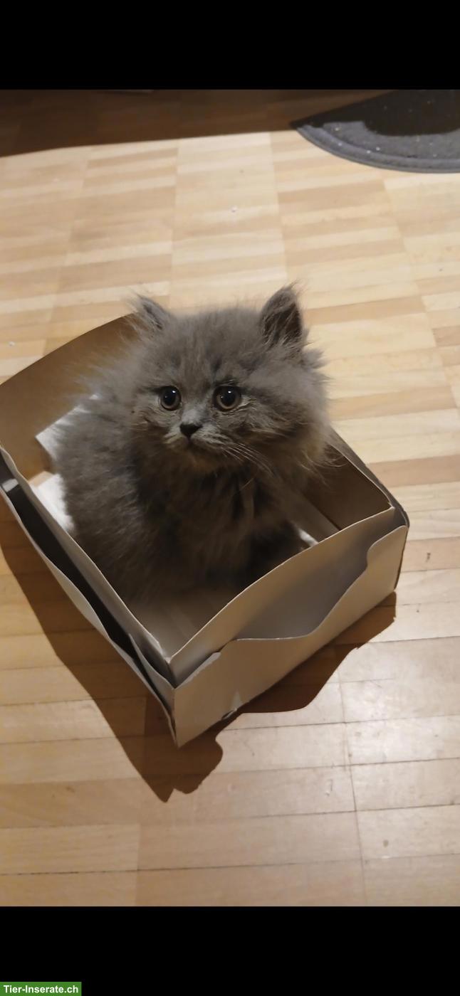 Bild 10: Britische Kurzhaar Kitten sucht liebes Zuhause
