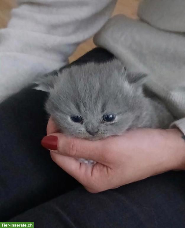 Bild 2: Britische Kurzhaar Kitten sucht liebes Zuhause