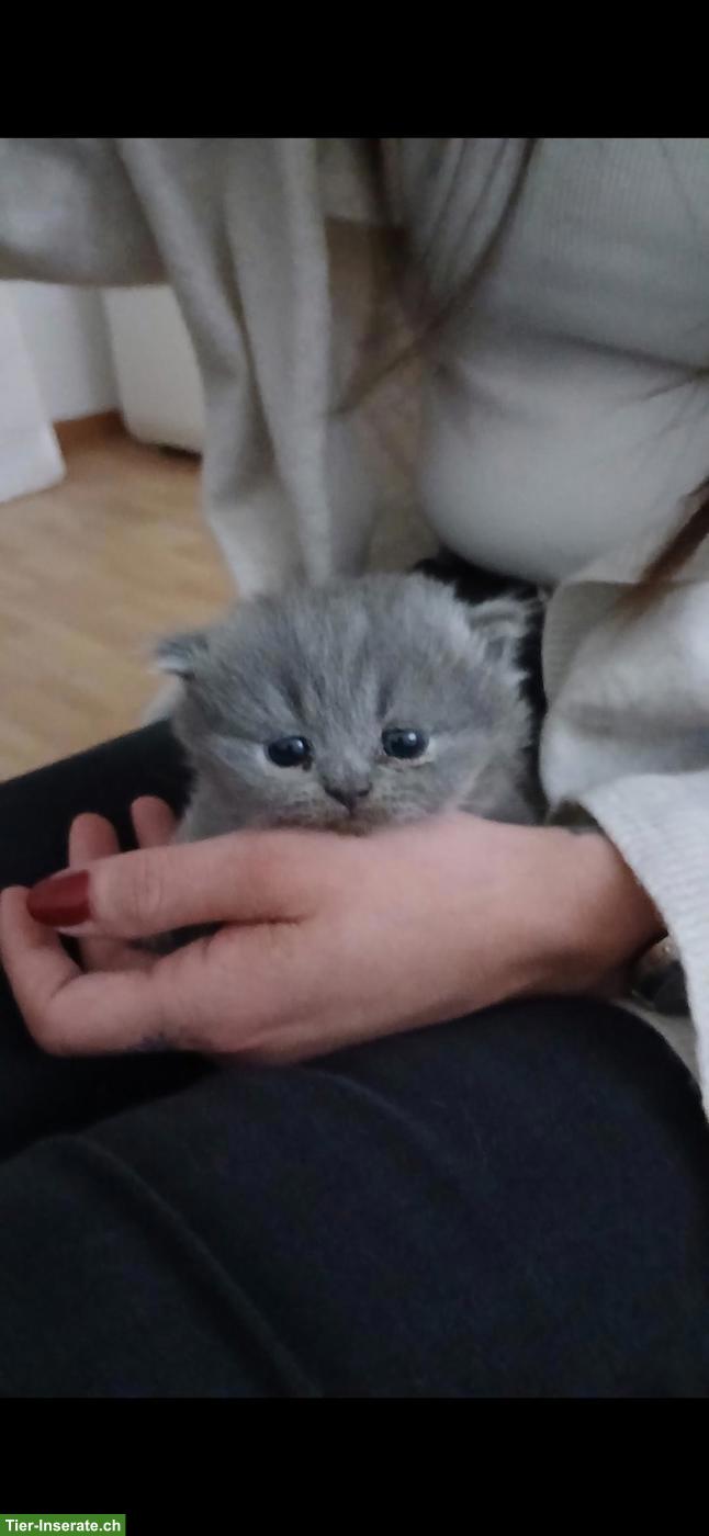 Bild 3: Britische Kurzhaar Kitten sucht liebes Zuhause