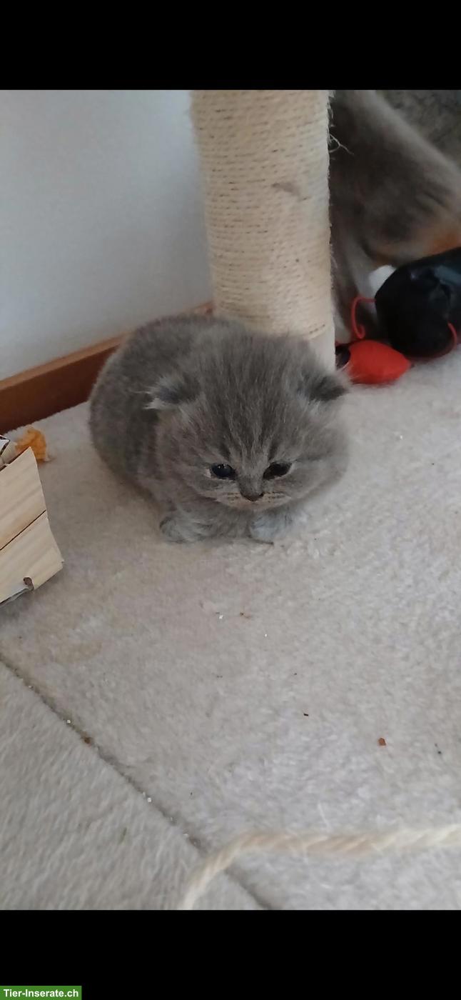 Bild 4: Britische Kurzhaar Kitten sucht liebes Zuhause