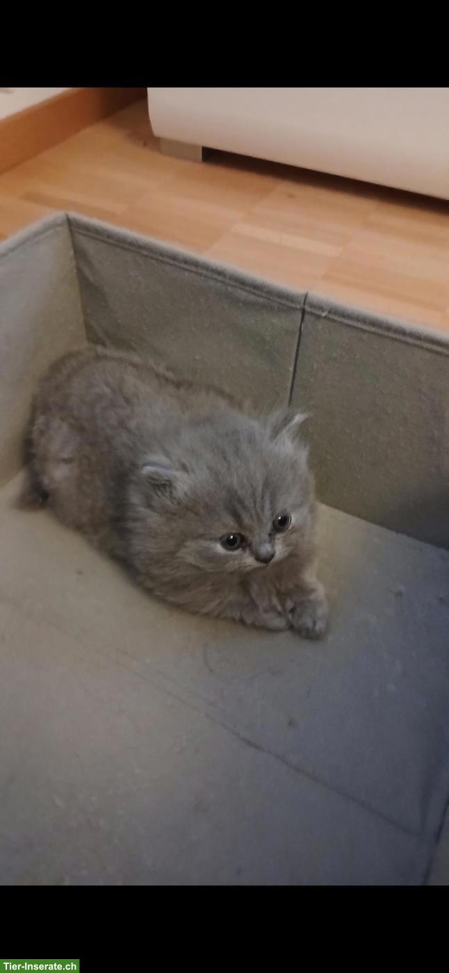Bild 5: Britische Kurzhaar Kitten sucht liebes Zuhause