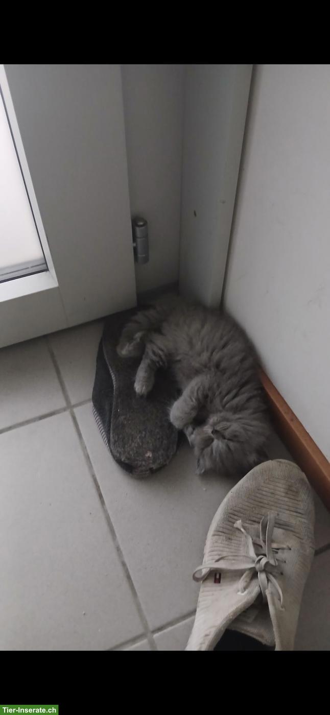 Bild 6: Britische Kurzhaar Kitten sucht liebes Zuhause