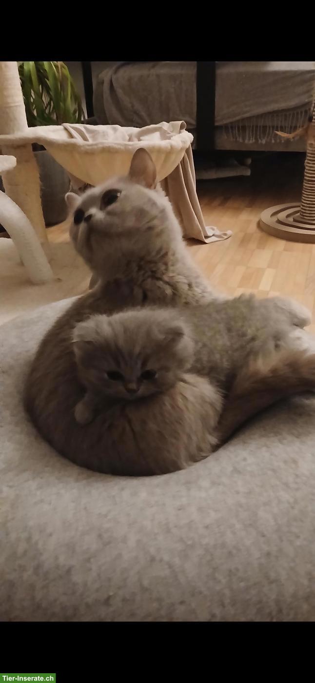 Bild 7: Britische Kurzhaar Kitten sucht liebes Zuhause