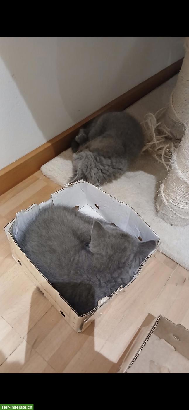 Bild 8: Britische Kurzhaar Kitten sucht liebes Zuhause