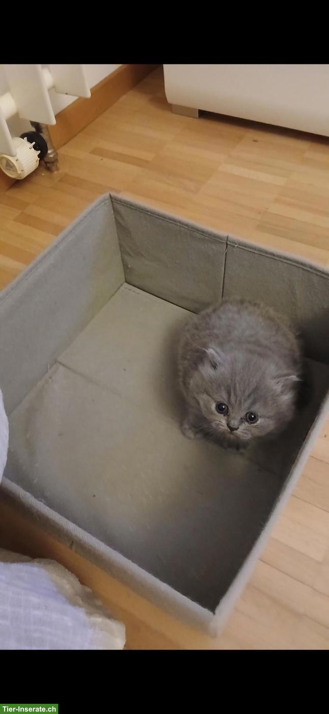 Bild 9: Britische Kurzhaar Kitten sucht liebes Zuhause