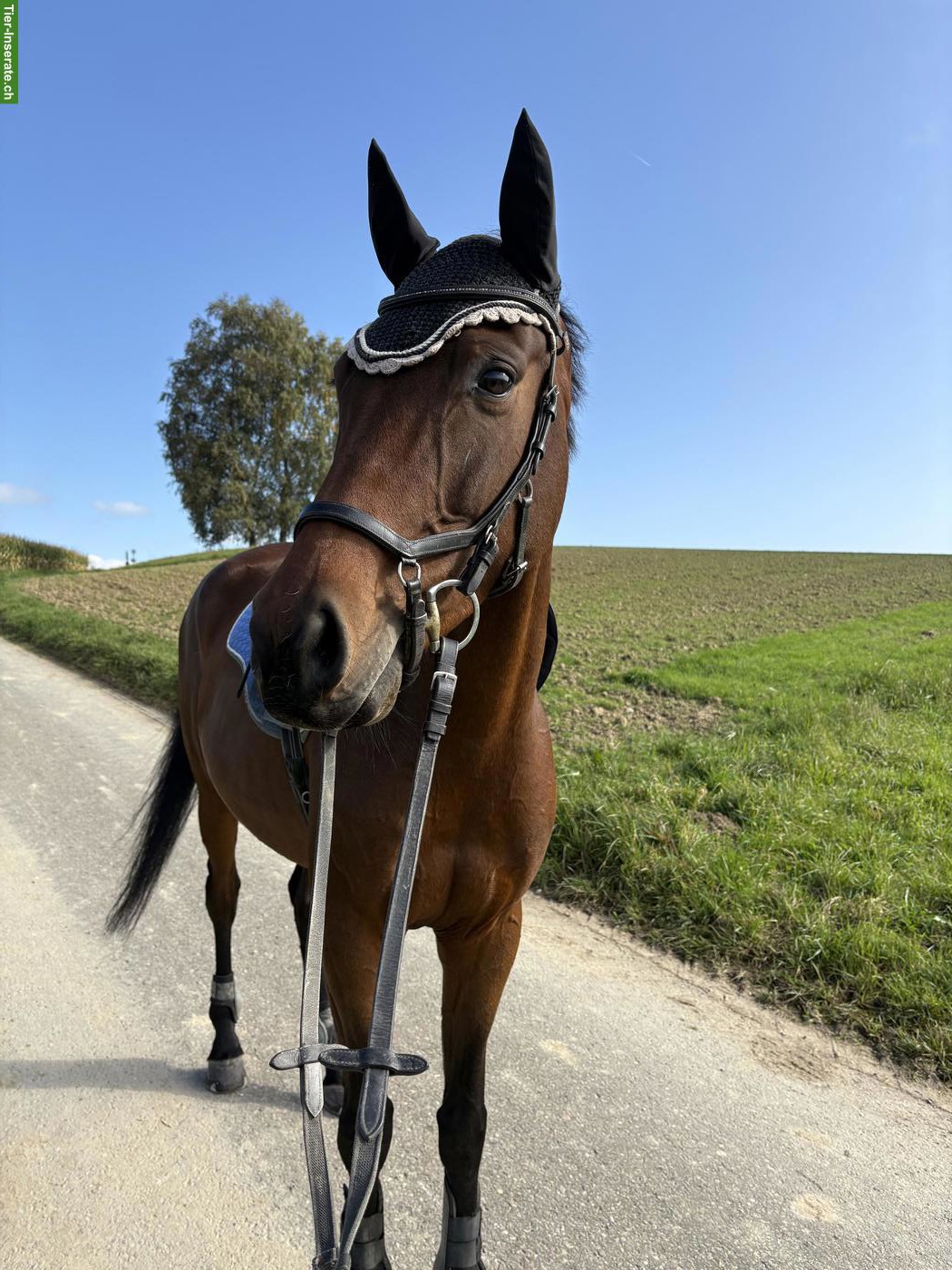 Sportpferd, charmanter 7-jähriger Holsteiner Wallach