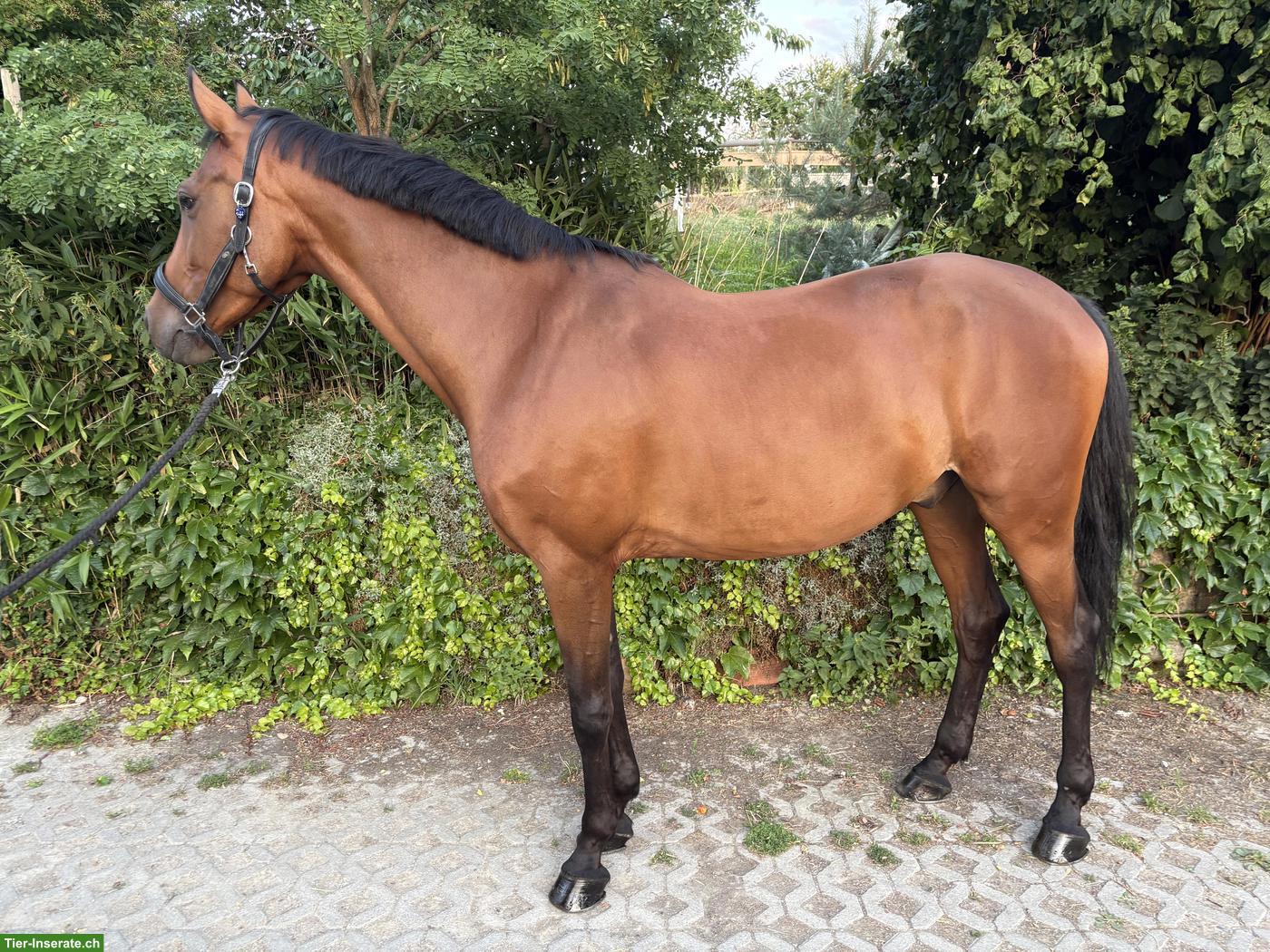 Bild 3: Sportpferd, charmanter 7-jähriger Holsteiner Wallach