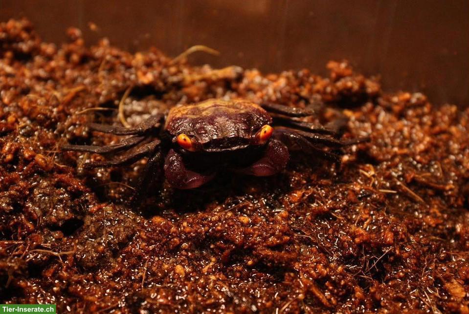 Vampirkrabben (Geosesarma dennerle) aus eigener Nachzucht