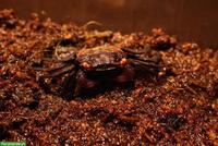 Vampirkrabben (Geosesarma dennerle) aus eigener Nachzucht