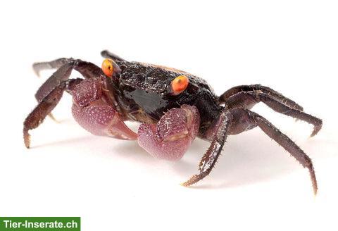 Bild 2: Vampirkrabben (Geosesarma dennerle) aus eigener Nachzucht