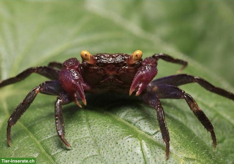 Bild 3: Vampirkrabben (Geosesarma dennerle) aus eigener Nachzucht