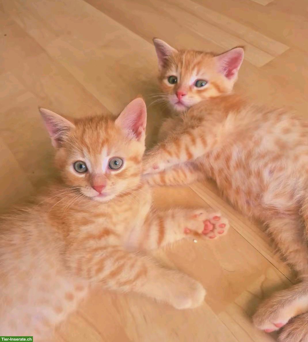 Katzenbabys, 2 rot-getigerte Katerli