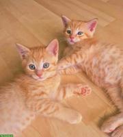 Katzenbabys, 2 rot-getigerte Katerli