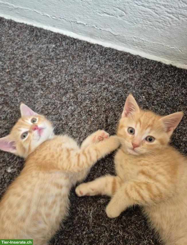Bild 2: Katzenbabys, 2 rot-getigerte Katerli