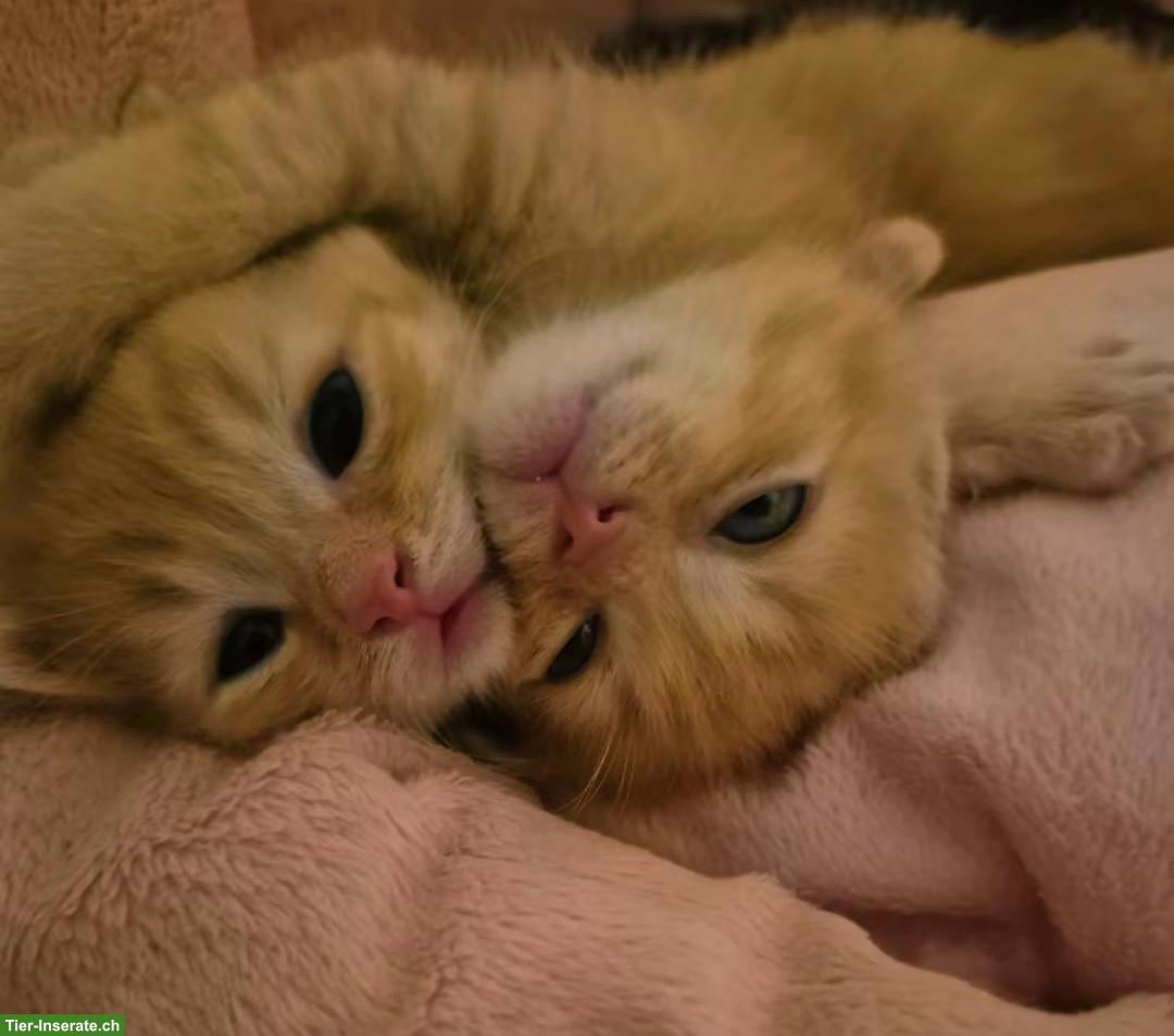 Bild 3: Katzenbabys, 2 rot-getigerte Katerli