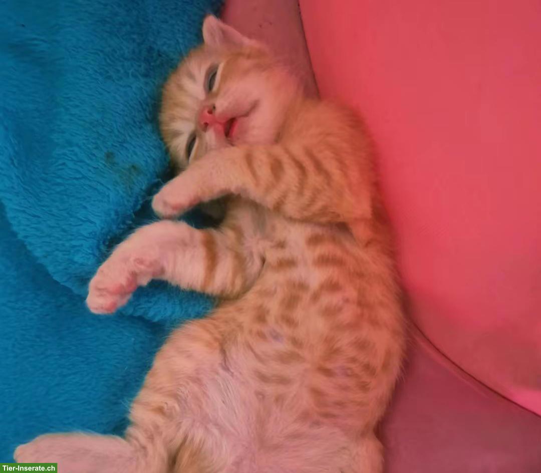 Bild 4: Katzenbabys, 2 rot-getigerte Katerli