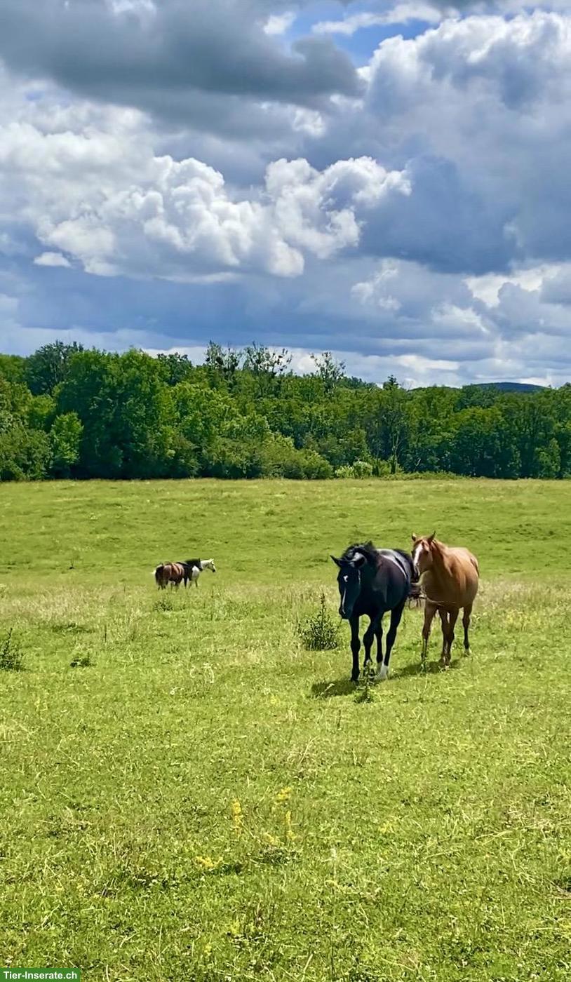 Bild 4: Freie Offenstallplätze, artgerechte Pferdehaltung mit Herz 🍃