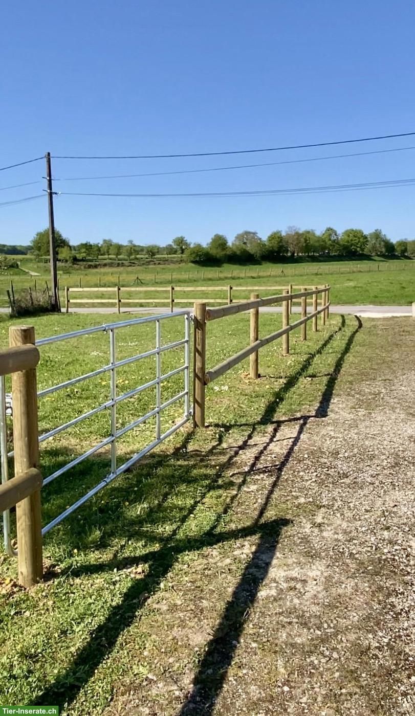 Bild 8: Freie Offenstallplätze, artgerechte Pferdehaltung mit Herz 🍃