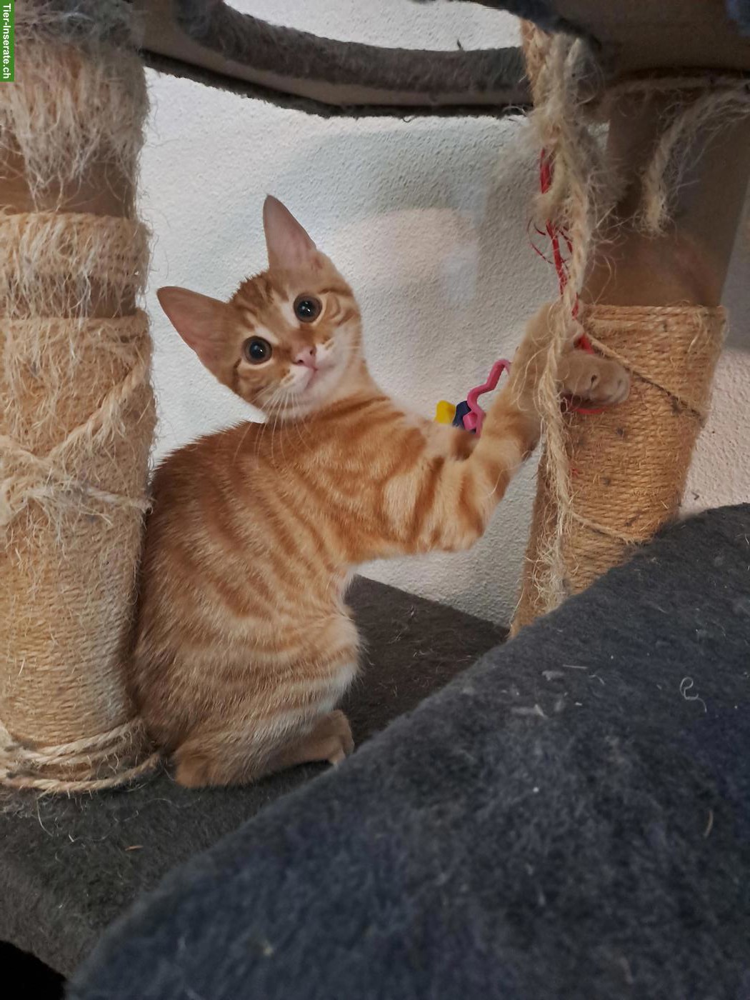 Süsser junger Kater, rot-getigert
