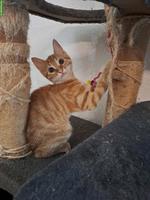 Süsser junger Kater, rot-getigert