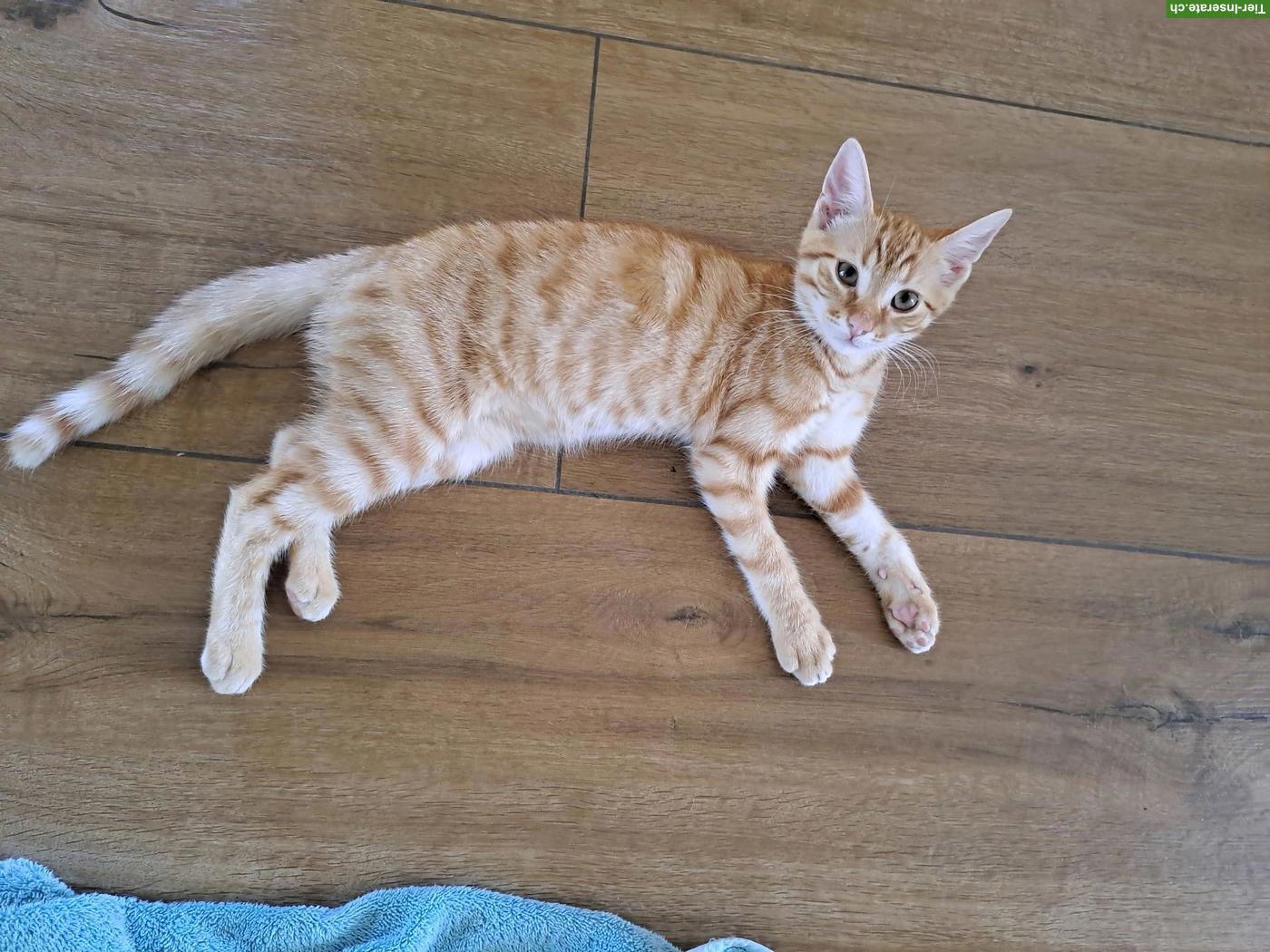 Bild 2: Süsser junger Kater, rot-getigert