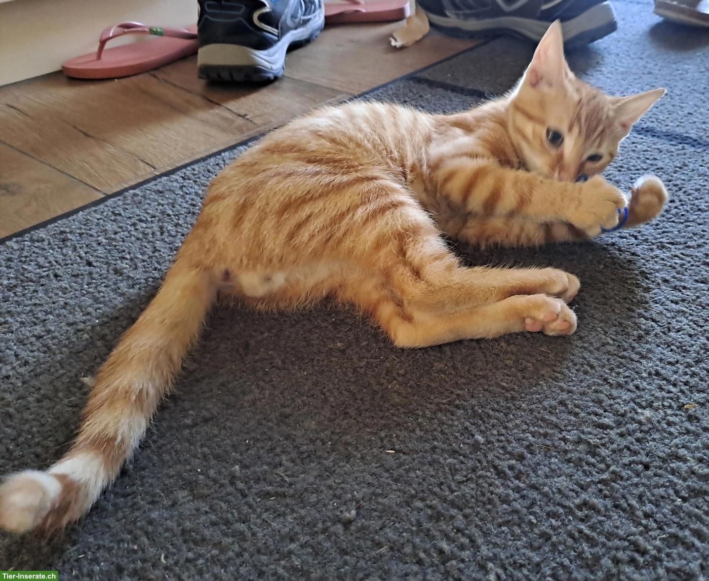 Bild 3: Süsser junger Kater, rot-getigert